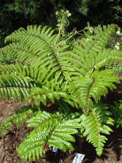 Polystichum polyblepharum